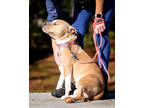 Fifi, American Pit Bull Terrier For Adoption In Williamsburg, Virginia