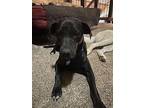 Black Jack, Labrador Retriever For Adoption In Oakwood, Texas