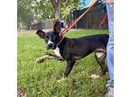 Jan, Terrier (unknown Type, Medium) For Adoption In Pembroke Pines, Florida