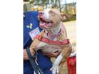Verbolten, Bull Terrier For Adoption In Williamsburg, Virginia