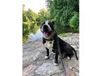 Rocky *foster Needed*, American Staffordshire Terrier For Adoption In