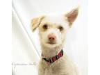 Lucas, Terrier (unknown Type, Small) For Adoption In Lake Forest, California