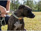 Georgia - Fee Fully Sponsored!, American Pit Bull Terrier For Adoption In Fort