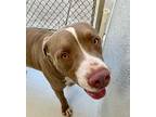Benjamin, American Pit Bull Terrier For Adoption In Fort Myers, Florida