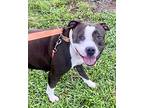 Donatella, American Pit Bull Terrier For Adoption In Fort Myers, Florida