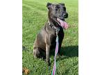 Bella, Staffordshire Bull Terrier For Adoption In Doylestown, Pennsylvania