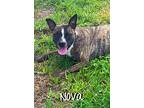 Nova, Terrier (unknown Type, Medium) For Adoption In Pembroke Pines, Florida