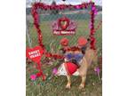 Duchess, American Pit Bull Terrier For Adoption In Danville, Pennsylvania
