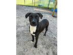 Brie, American Staffordshire Terrier For Adoption In Fort Myers, Florida
