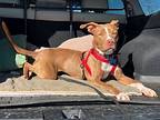 Ireland, American Pit Bull Terrier For Adoption In Landenberg, Pennsylvania