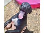 Brinley, American Staffordshire Terrier For Adoption In Fort Myers, Florida