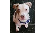Steele, American Pit Bull Terrier For Adoption In Laingsburg, Michigan