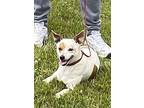 Biscuit, Jack Russell Terrier For Adoption In Mt Airy, North Carolina