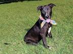 Mae J, Terrier (unknown Type, Medium) For Adoption In Rogers, Arkansas