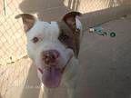 Rascal, American Staffordshire Terrier For Adoption In Kellyville, Oklahoma