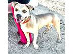 Sandra Dee "sandy", American Staffordshire Terrier For Adoption In Hesperia