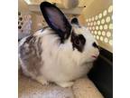 Joey, Lionhead For Adoption In Valley Center, California