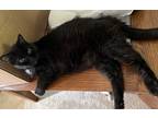 Midnight, Domestic Shorthair For Adoption In Anderson, Indiana