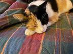 Patch, Domestic Shorthair For Adoption In Delmont, Pennsylvania