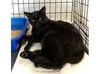 Bucky, Domestic Shorthair For Adoption In Anderson, Indiana