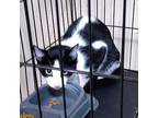 Chloe - Shy & Snuggly, Domestic Shorthair For Adoption In Madison, Tennessee