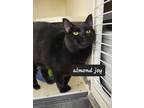 Almond Joy, Domestic Shorthair For Adoption In Anderson, Indiana