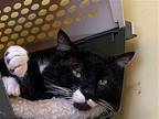 Charlie, Domestic Shorthair For Adoption In Valley Center, California