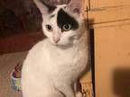 Crystal, Domestic Shorthair For Adoption In Delmont, Pennsylvania