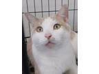 Hawkeye, Domestic Shorthair For Adoption In Colfax, Iowa