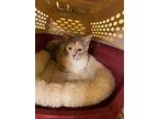 Stella, Domestic Shorthair For Adoption In Valley Center, California