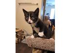 Tux, Domestic Shorthair For Adoption In Weatherford, Texas