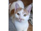 Monroe, Domestic Shorthair For Adoption In Colfax, Iowa