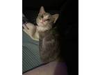 Claire Bear, American Shorthair For Adoption In Leming, Texas
