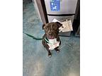 Stefan, American Pit Bull Terrier For Adoption In Buffalo, Indiana