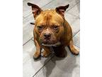 Reggie ***courtesy Post***, American Staffordshire Terrier For Adoption In