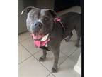 Zeus, American Staffordshire Terrier For Adoption In Rosenberg, Texas