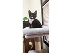 Sassy, Domestic Shorthair For Adoption In Modesto, California