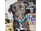 Sadie (courtesy Post), Labrador Retriever For Adoption In Council Bluffs, Iowa