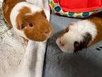 Frankie, Guinea Pig For Adoption In Pasco, Washington