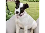 Adopt Lena a Great Pyrenees, Pit Bull Terrier
