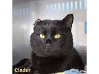 Cinder, Domestic Mediumhair For Adoption In Lagrange, Indiana