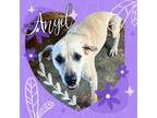Adopt Angel a Labrador Retriever