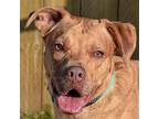 Odin, American Staffordshire Terrier For Adoption In Huntley, Illinois
