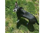 Trixie, Boston Terrier For Adoption In Pittstown, New Jersey