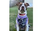 Venus, American Staffordshire Terrier For Adoption In Baltimore, Maryland