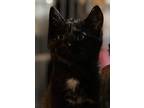 Twix, Domestic Shorthair For Adoption In Colmar, Pennsylvania