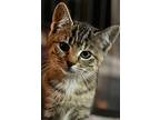 Kit-kat, Domestic Shorthair For Adoption In Colmar, Pennsylvania