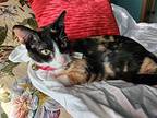 Angelina, Calico For Adoption In Richmond, Texas
