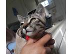 Toulouse, Domestic Shorthair For Adoption In Loma Linda, California