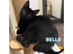 Adopt Belle a Domestic Short Hair, Manx